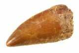 Serrated, Raptor Tooth - Real Dinosaur Tooth #295747-1